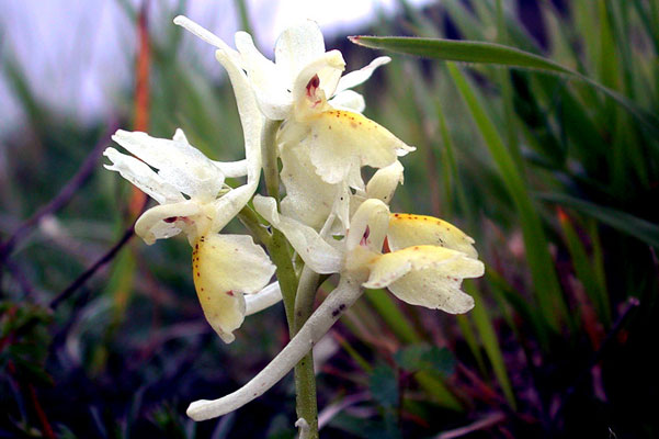 Riserva Naturale Cornate e Fosini, fotografie della flora e della fauna